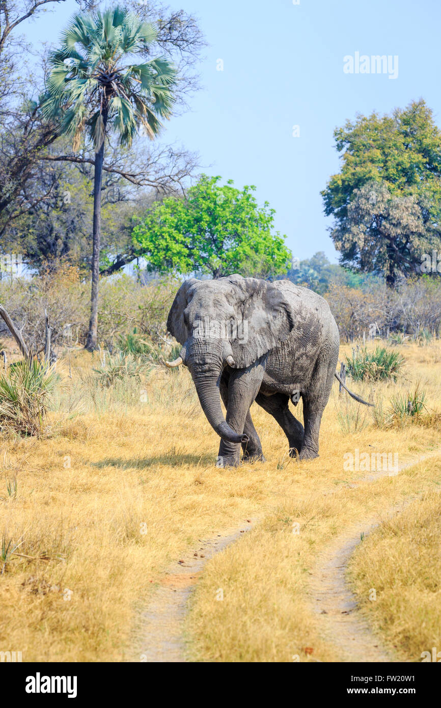 Single individual African bush elephant (Loxodonta africana) near Sandibe Camp, by the Moremi Game Reserve, Okavango Delta, Kalahari, Botswana, Africa Stock Photo