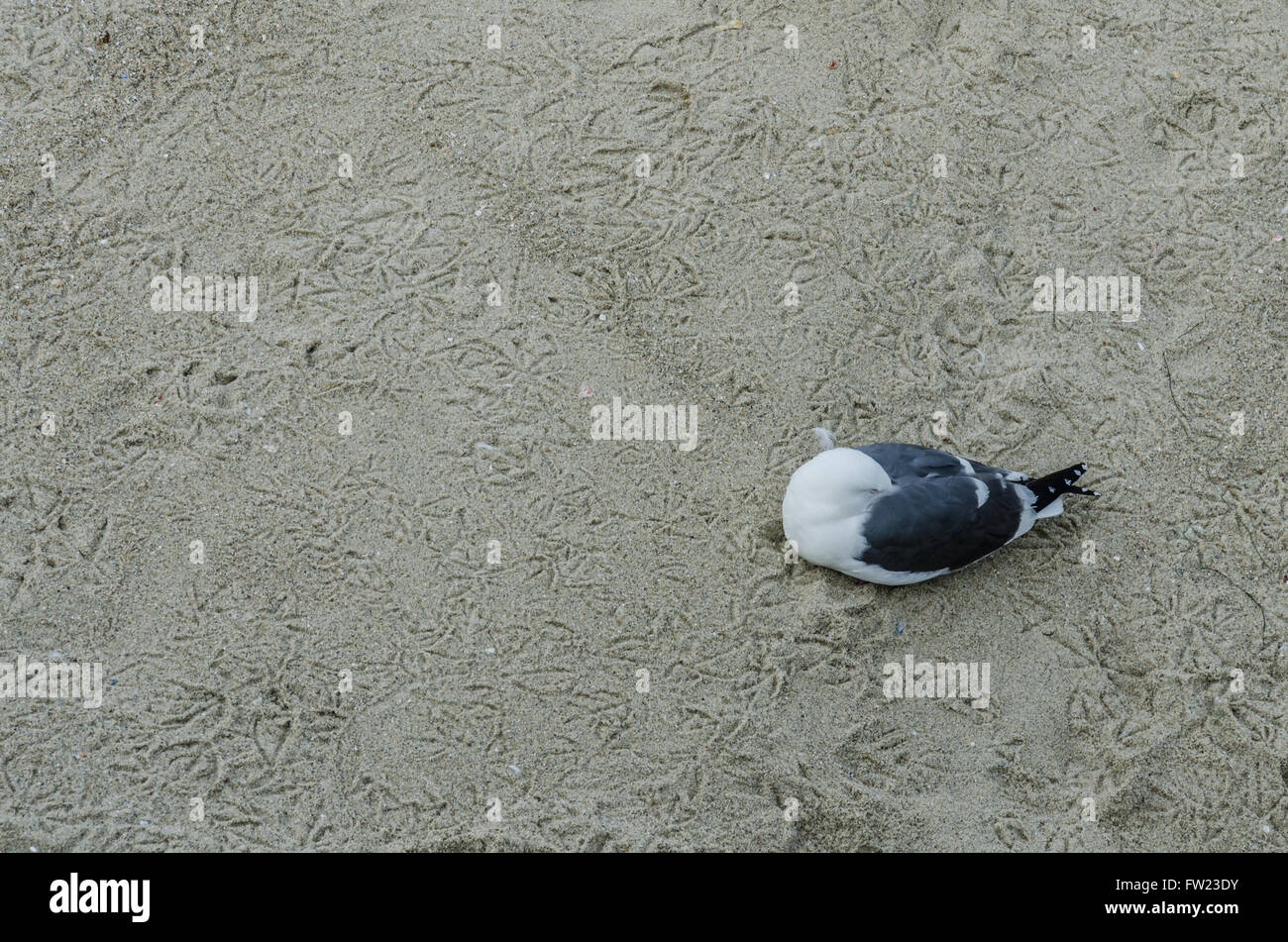 Seagull sleeping on beach covered with bird footprints Stock Photo - Alamy