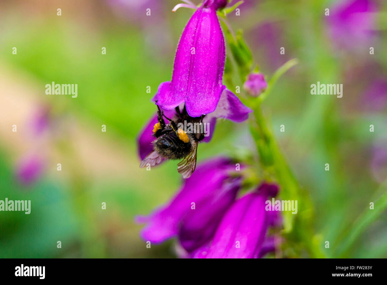 Honey bee with pollen on legs Stock Photo Alamy