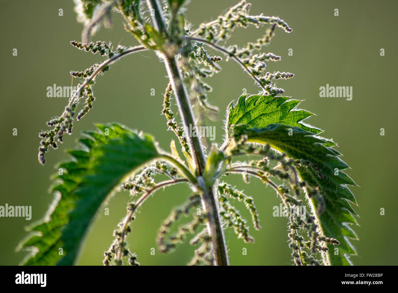 Urtica dioica, stinging nettle Stock Photo