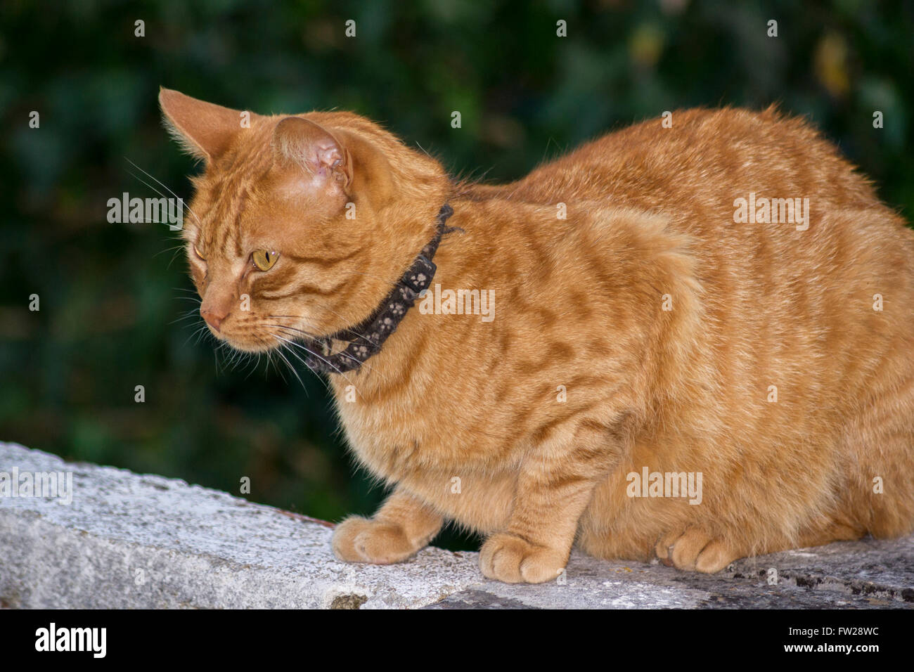Ginger 2025 cat collar