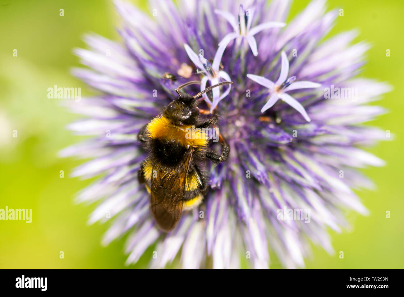 Honey bee on the head of an alium flower Stock Photo