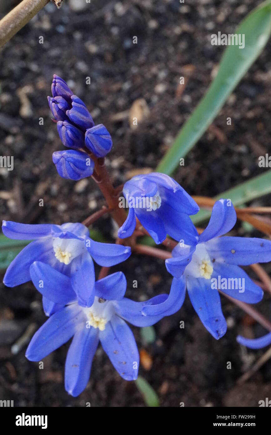 The flowers of a Scilla plant starting to bloom. This type is known as Chionodoxa sardensis or Turkish Glory of the Snow. Stock Photo