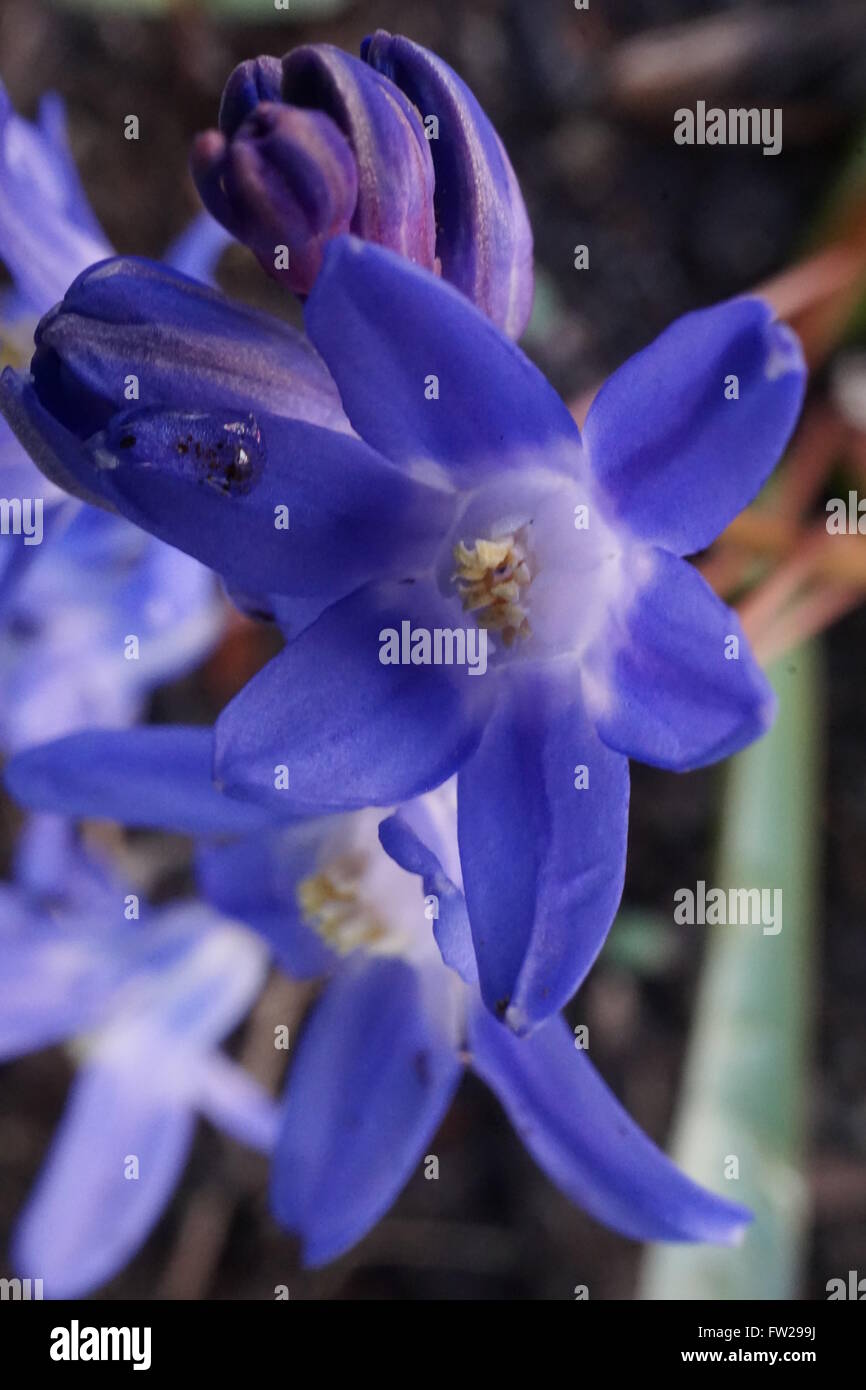 Close-up of a flower from a Scilla plant. This type is known as Chionodoxa sardensis or Turkish Glory of the Snow. Stock Photo