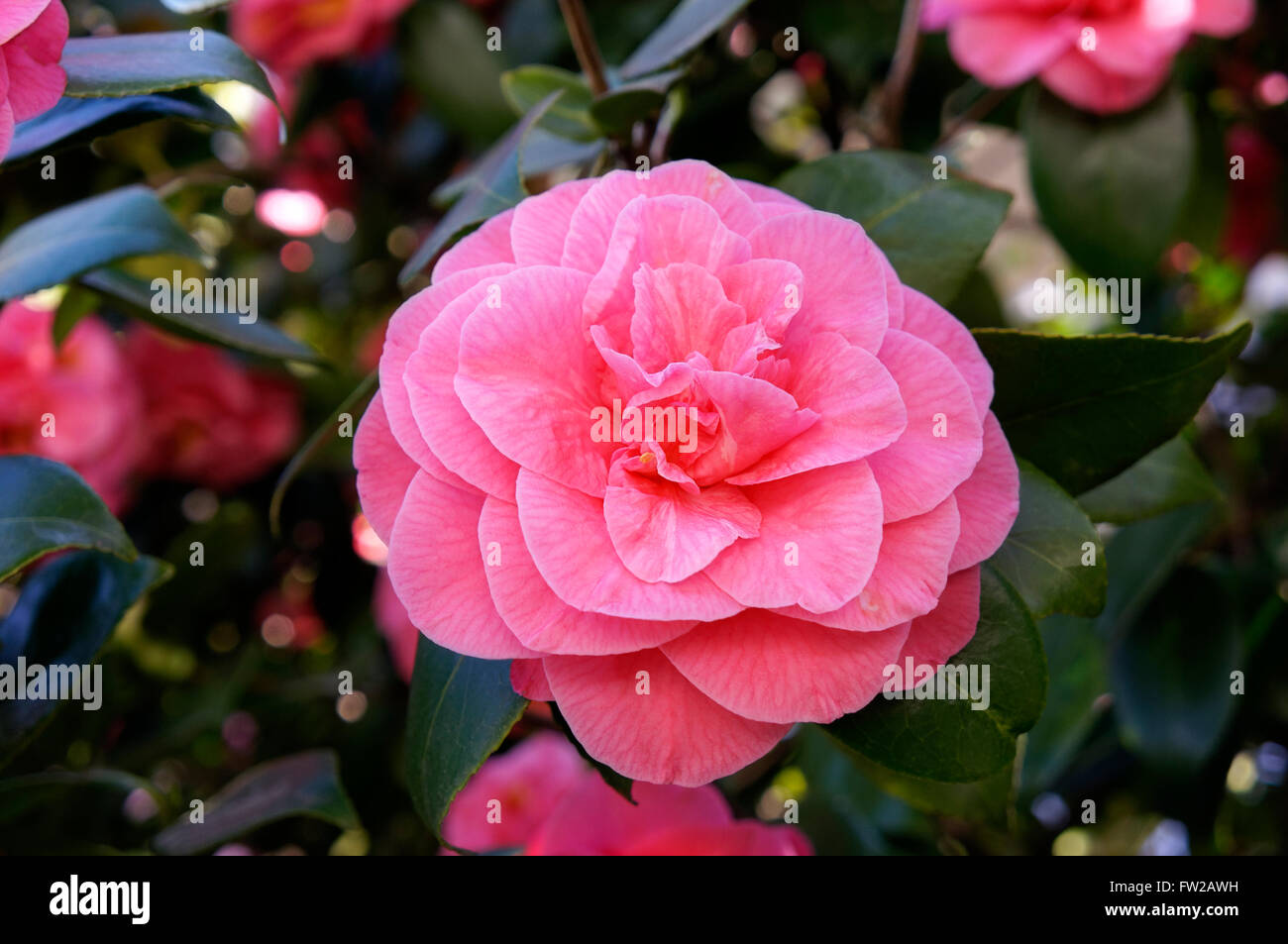 Closeup of a pink Camellia Japonica or Japanese Camellia flower in spring Stock Photo
