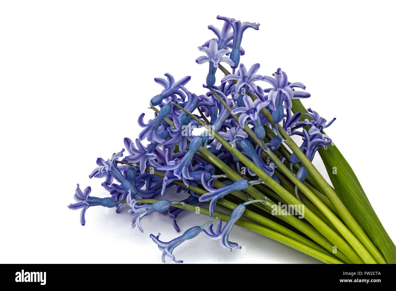 Bouquet of flowers of hyacinth isolated on white background Stock Photo