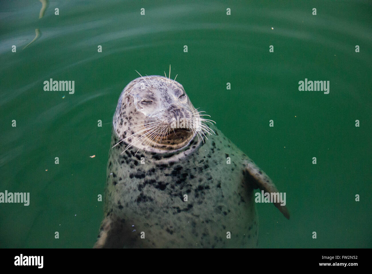 Fat Seal High Resolution Stock Photography and Images - Alamy