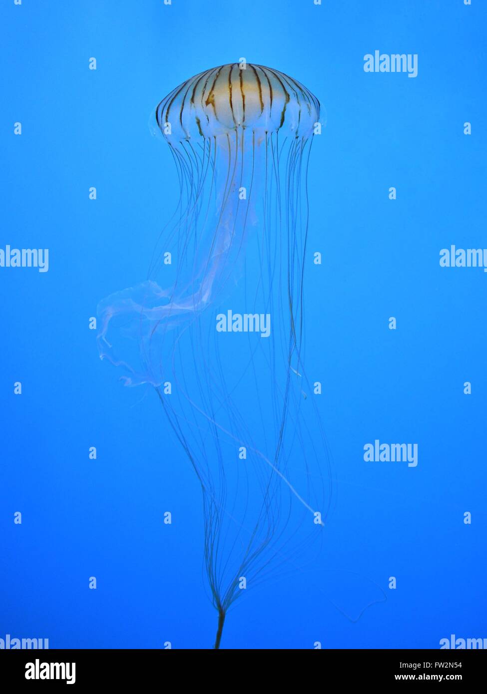 Jellyfish in clear blue water Stock Photo Alamy