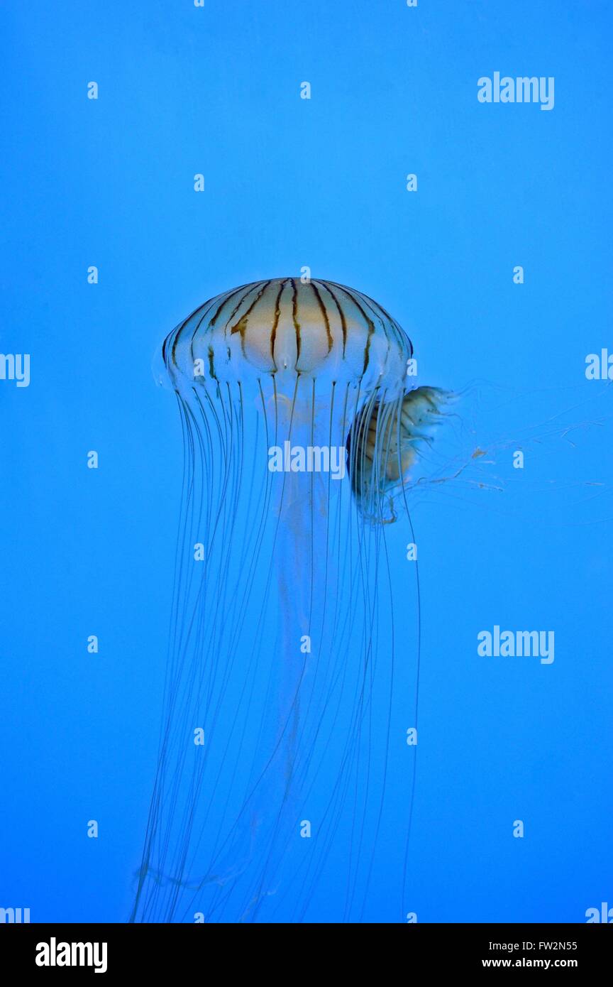 Jellyfish in clear blue water Stock Photo - Alamy
