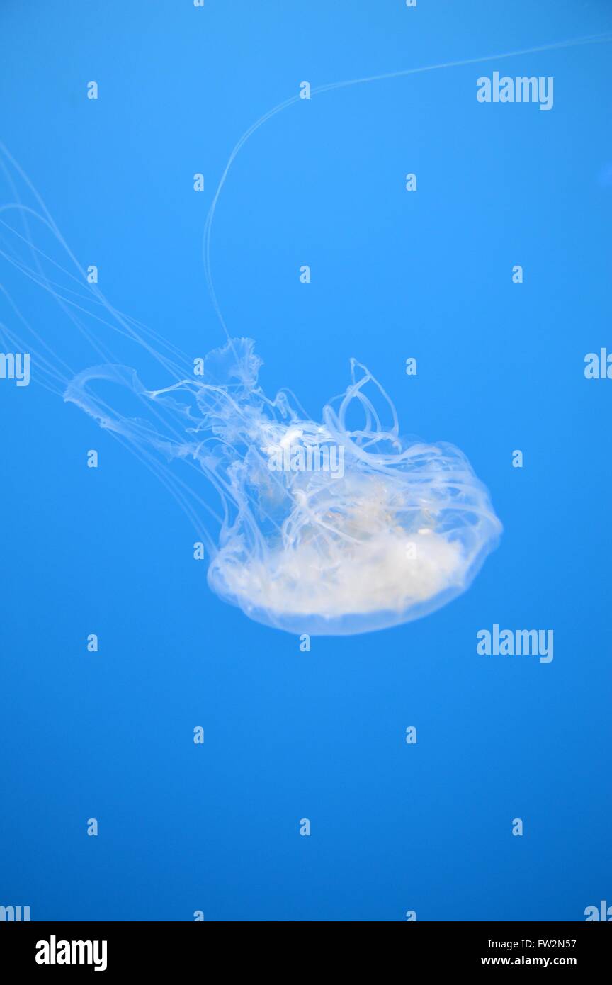 Jellyfish in clear blue water Stock Photo - Alamy