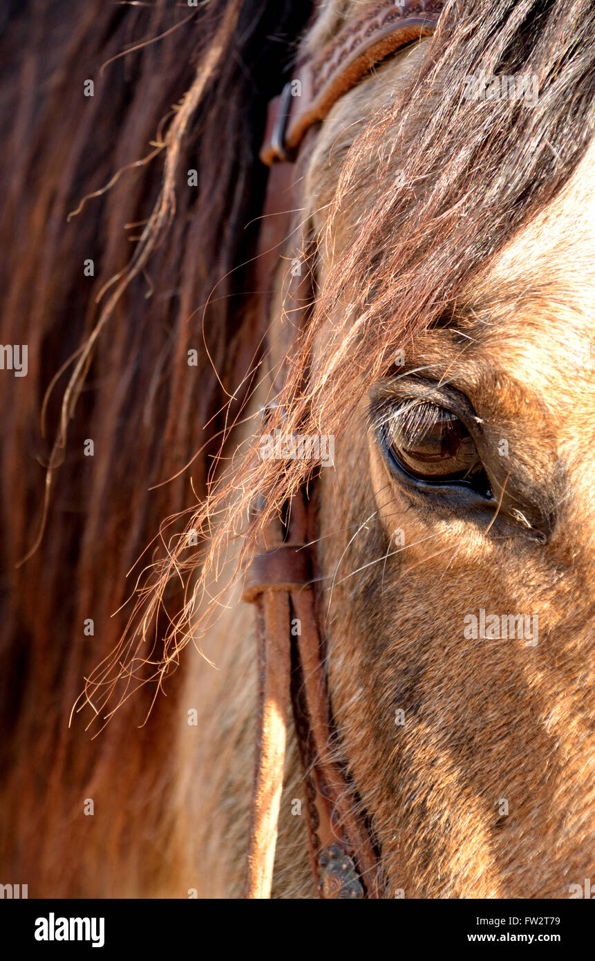 Buckskin horse. Close up of eye. black mane dark eye with headstall on Stock Photo