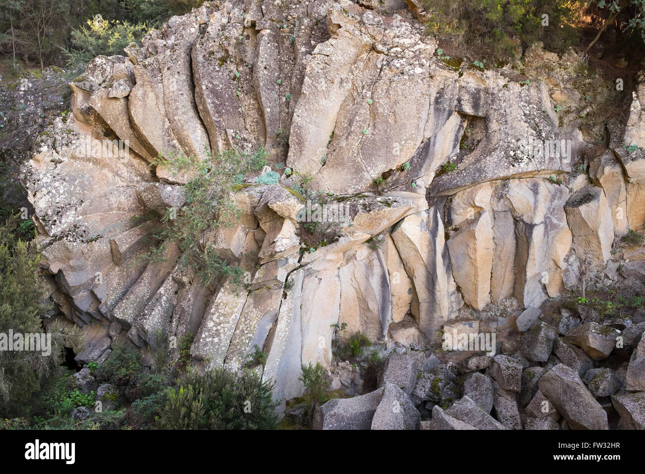 Volcanic basalt rosette, Piedra de la Rosa, La Orotava, Tenerife, Canary Islands, Spain Stock Photo