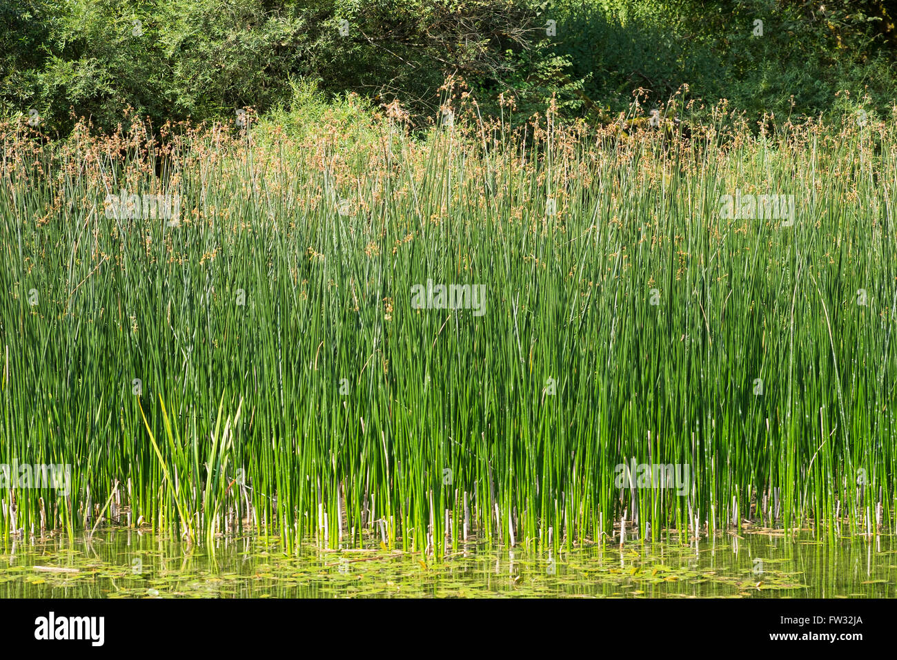 European meadow rush (Juncus inflexus) in a pond, Pupplinger Au, Upper Bavaria, Bavaria, Germany Stock Photo
