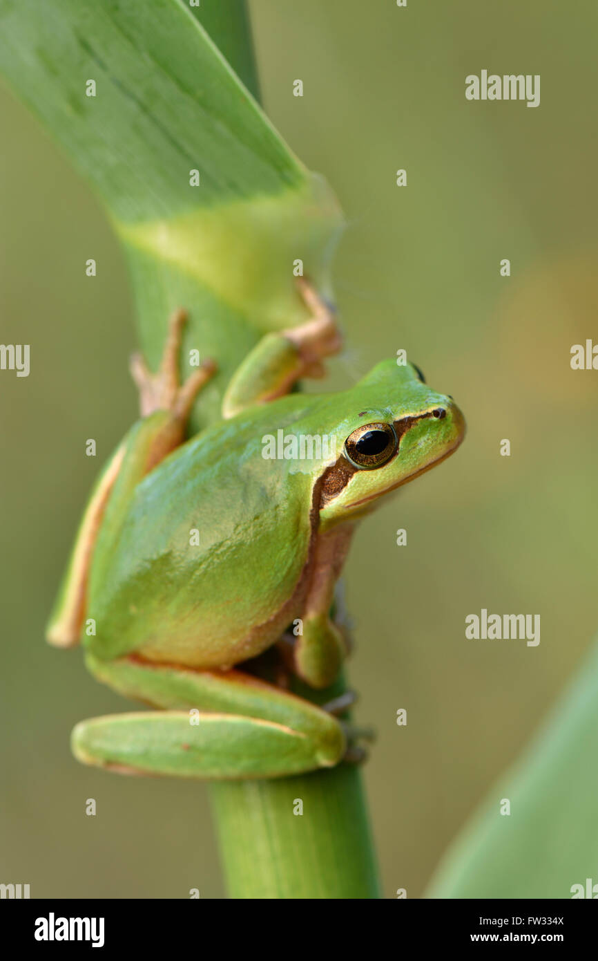 Full-grown Mediterranean Tree Frog (Hyla meridionalis) on reed, Alentejo, Portugal Stock Photo