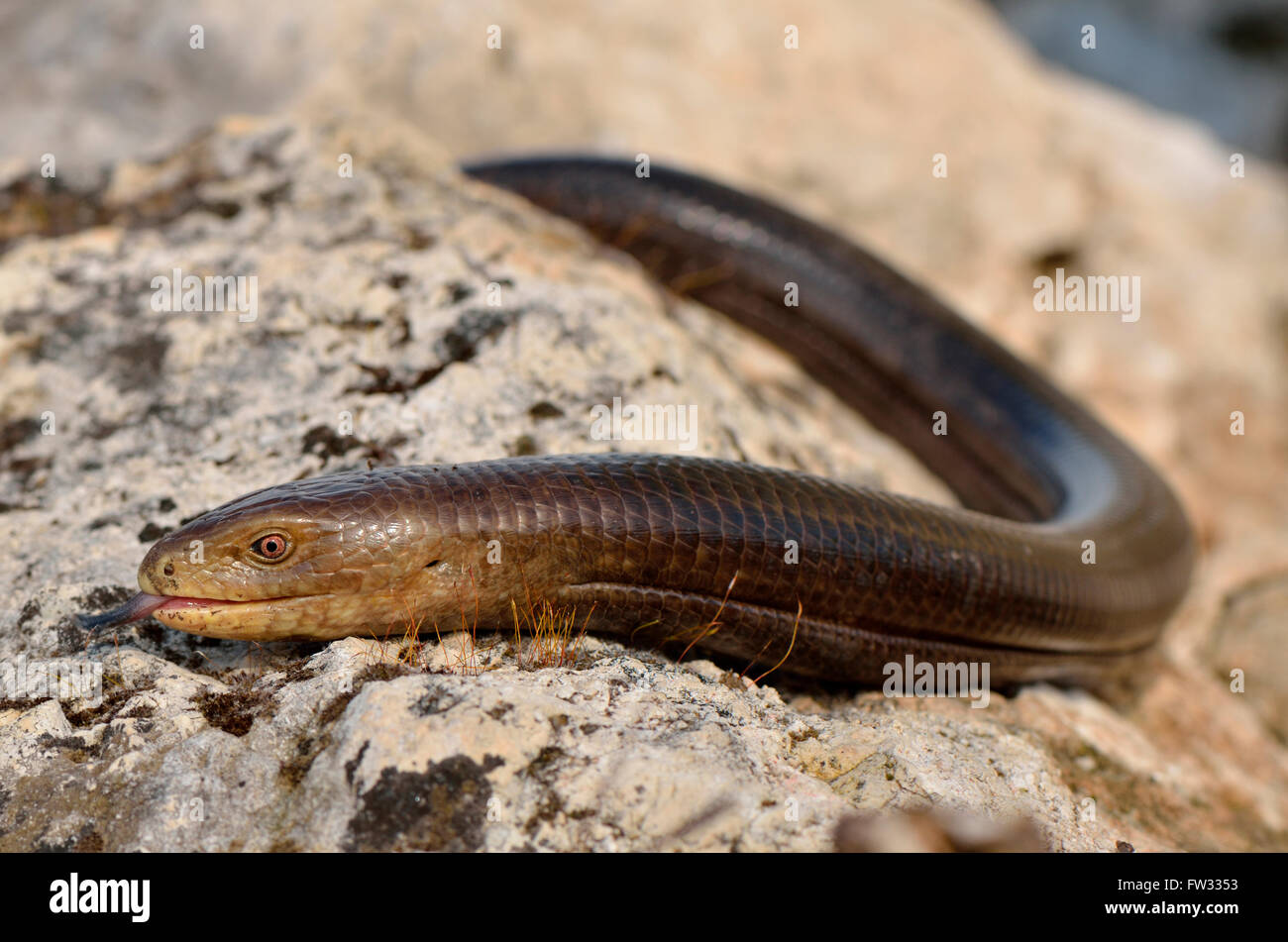 Fullgrown Sheltopusik or European legless lizard (Pseudopus apodus