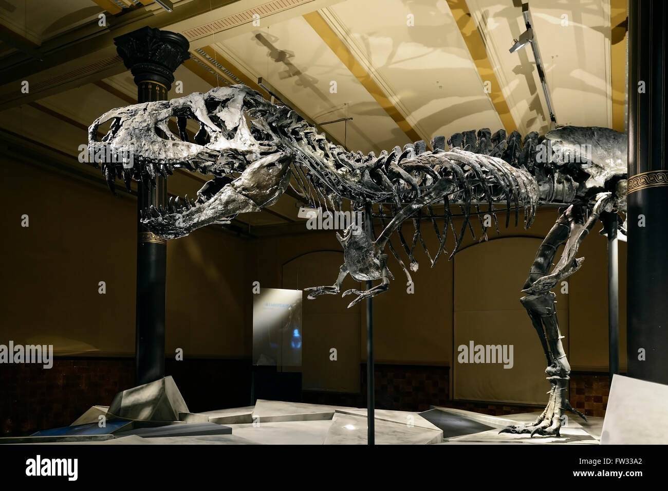 The far best preserved skeleton of Tyrannosaurus rex or T. rex, Tristan Otto, Naturkundemuseum, Natural history museum, Berlin Stock Photo