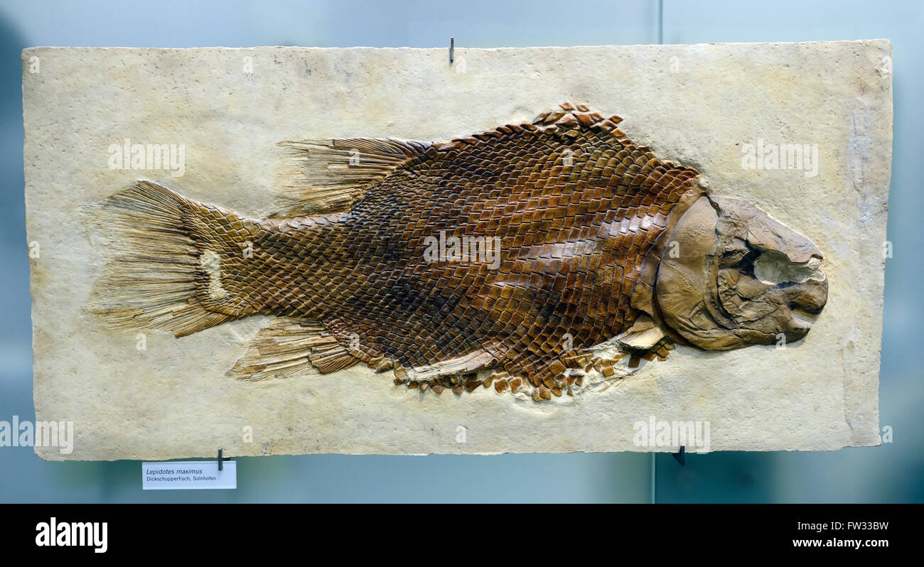 Fossil specimen of Scheenstia (lepidotes maximus), Naturkundemuseum, Natural history museum, Berlin, Germany Stock Photo