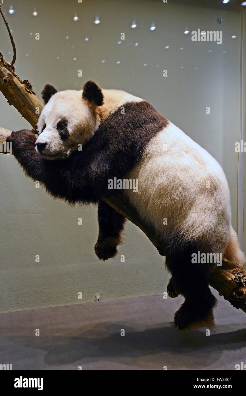 Preparation of the Panda bear (Ailuropoda melanoleuca) Bao Bao from the Berlin Zoo, Naturkundemuseum, Natural history museum Stock Photo