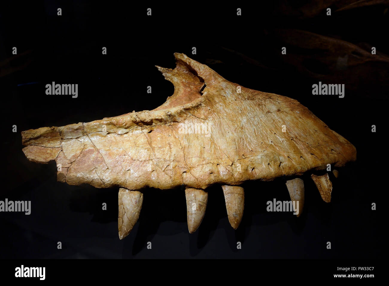 Part of the jaw of the carnivorous dinosaur (Carcharodontosaurus saharicus), Naturkundemuseum, Natural history museum, Berlin Stock Photo