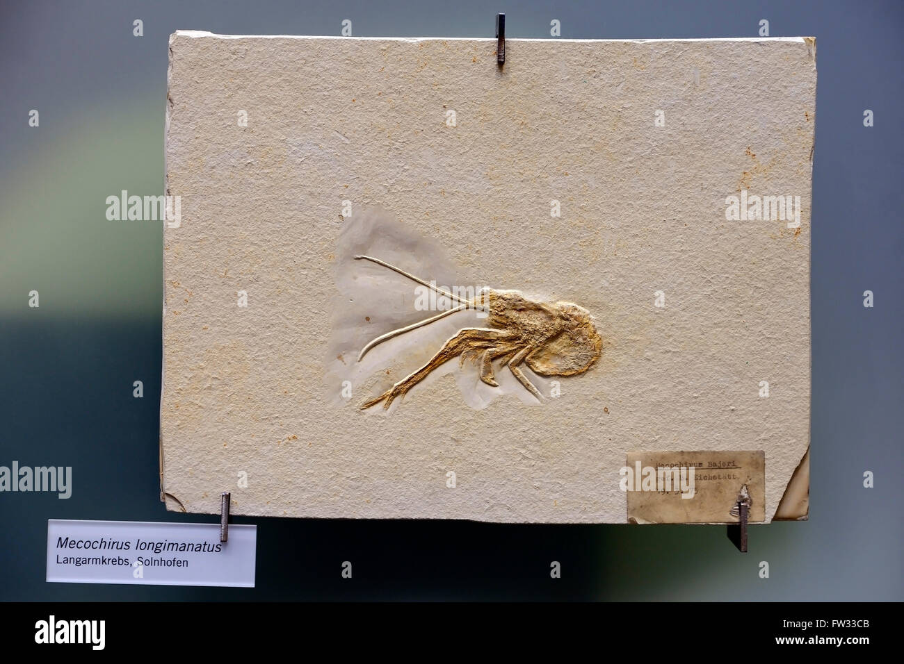Fossil specimen of a Mecochirus longimanatus (Mecochirus longimanatus), lobster-like, Naturkundemuseum, Natural history museum Stock Photo