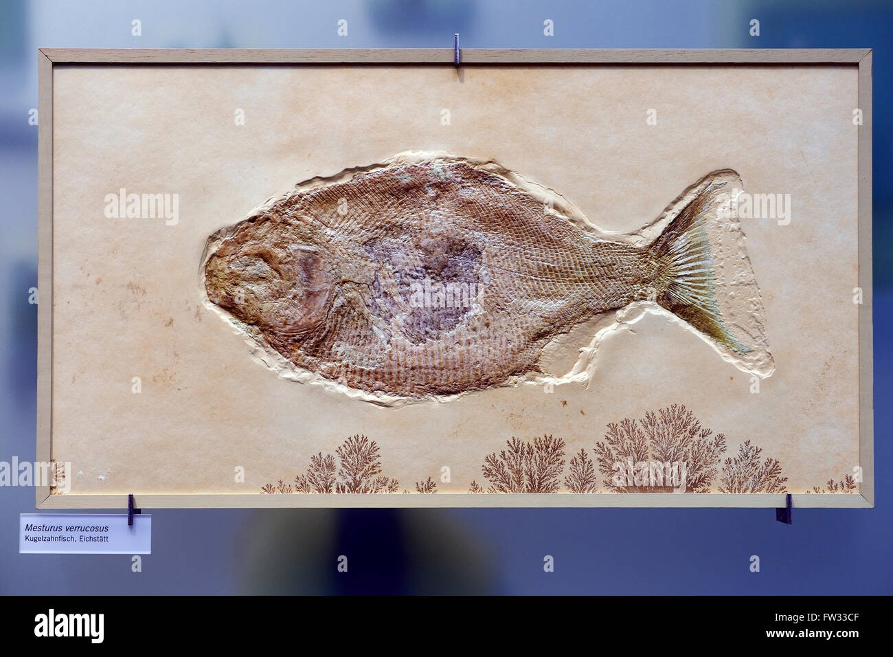 Fossil of a bony fish (Mesturus verrucosus), Naturkundemuseum, Natural