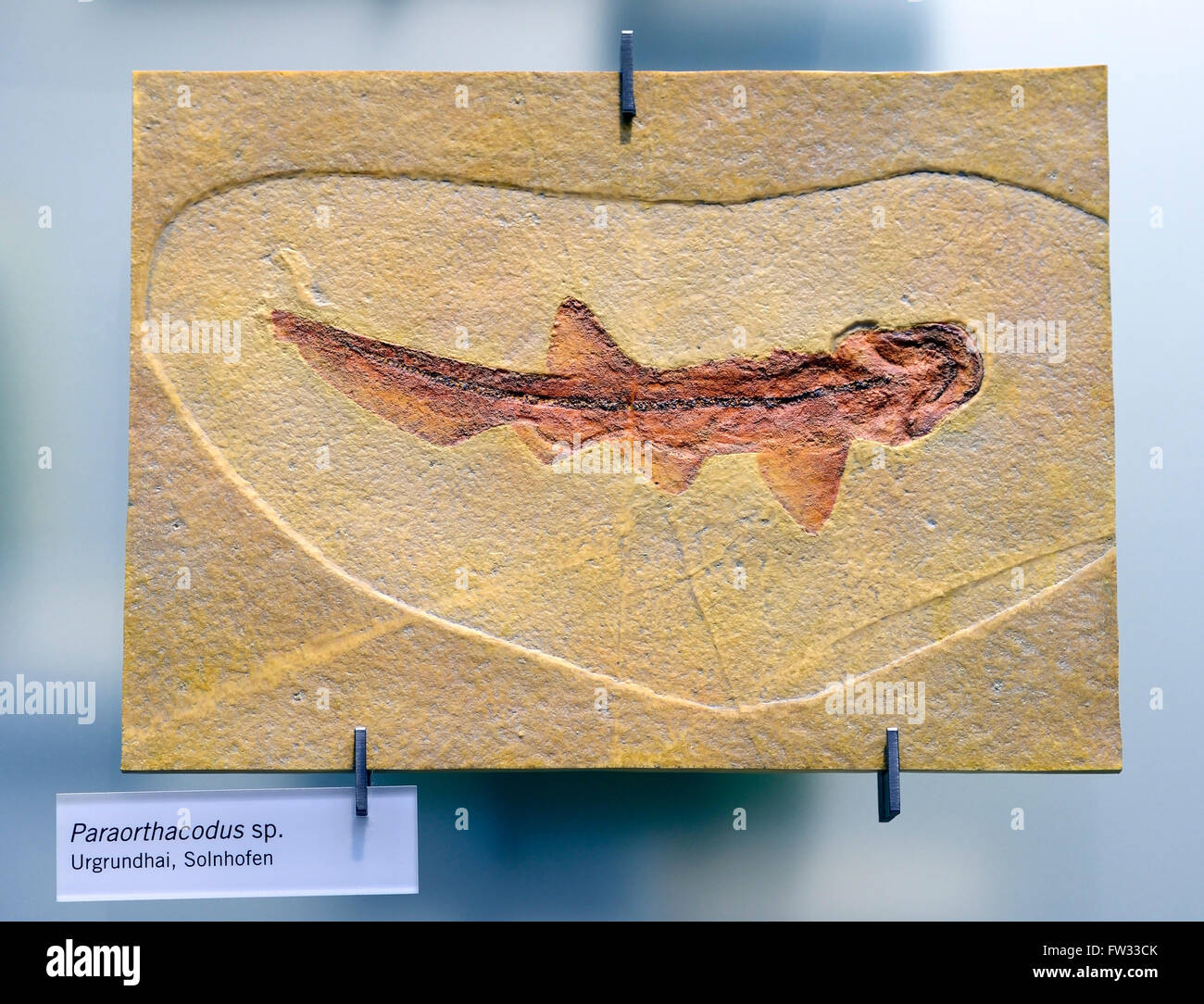 Fossil of the extinct shark Paraorthacodus spec. (Paraorthacodus spec.), Naturkundemuseum, Natural history museum, Berlin Stock Photo