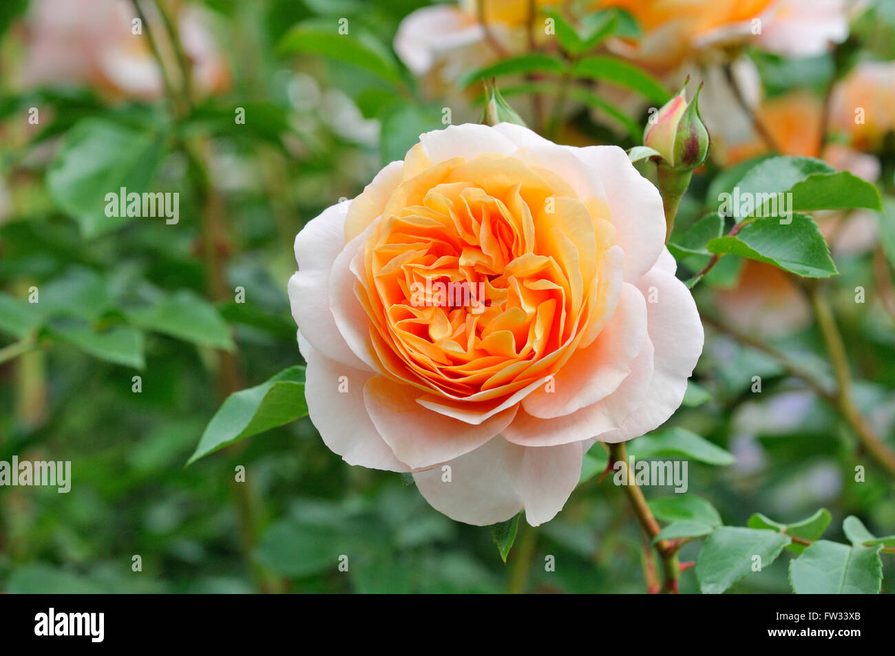 Kordes Rose High Resolution Stock Photography and Images - Alamy