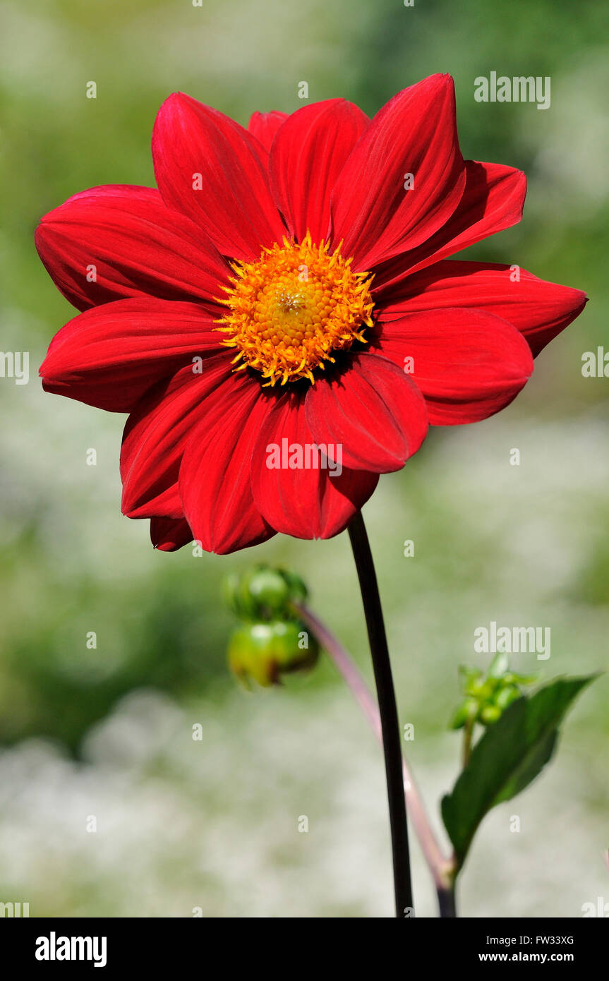 Red dahlia (Dahlia), Firewheel variety, single-flowered dahlia, North Rhine-Westphalia, Germany Stock Photo