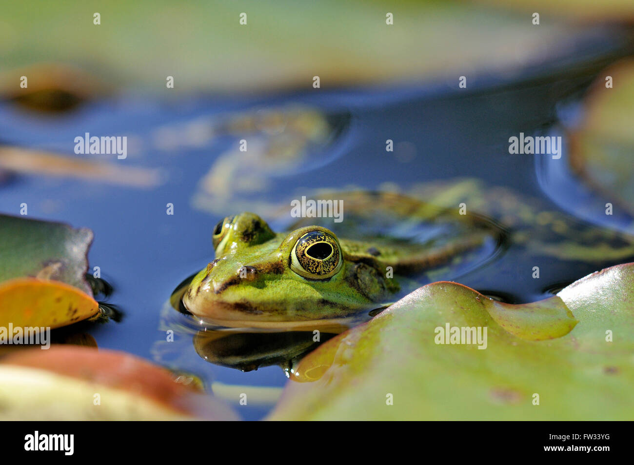 Edible Frog (Pelophylax esculentus) between lily pads, North Rhine
