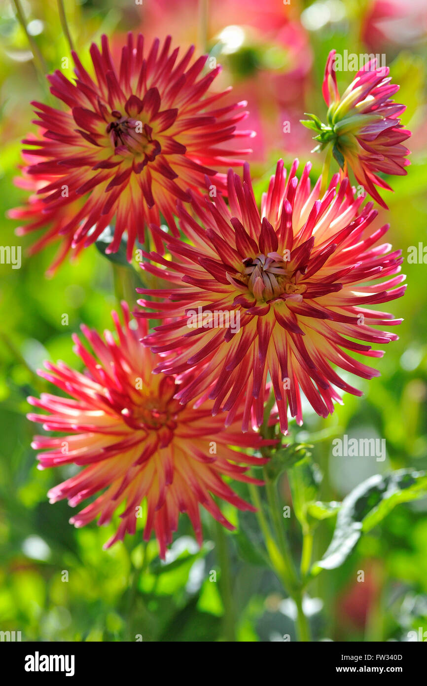 Dahlia (Dahlia), Weston Spanish variety, flower, North Rhine-Westphalia, Germany Stock Photo