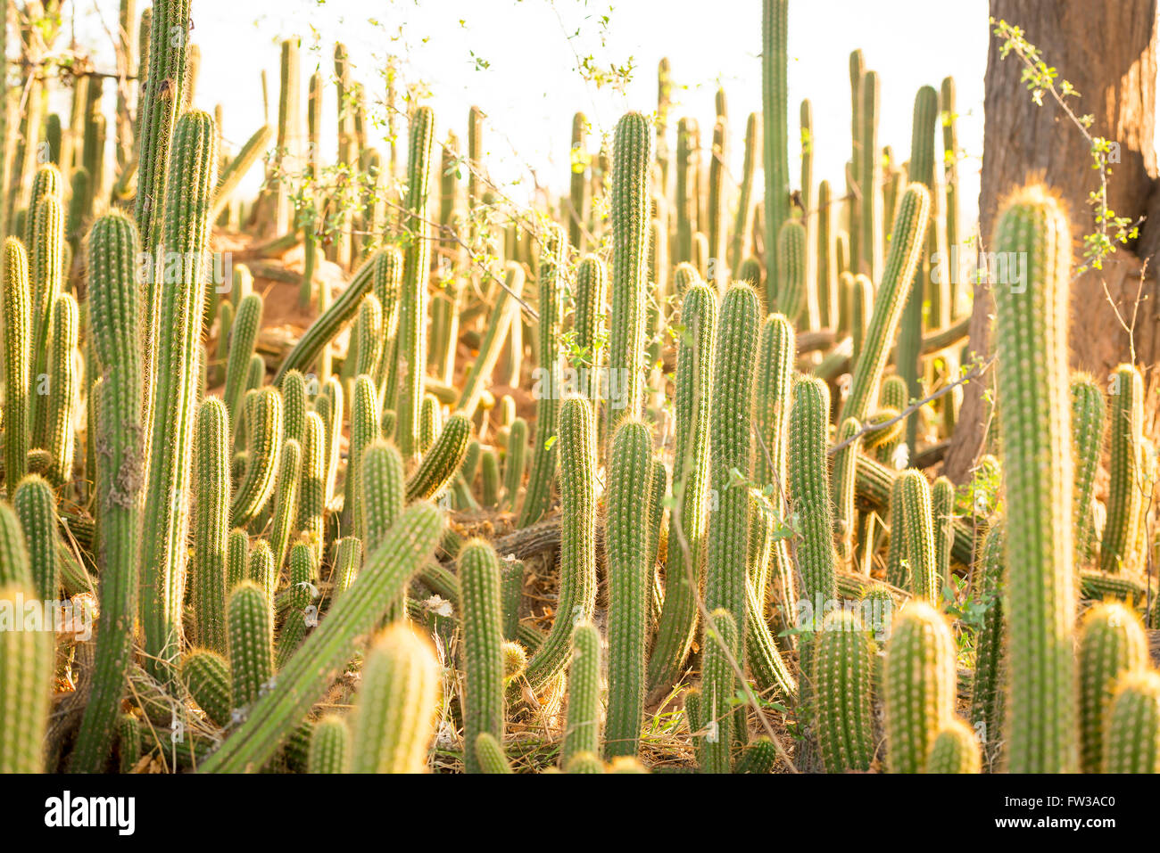Cactus plants with tall green cacti with large spikes with sunset light