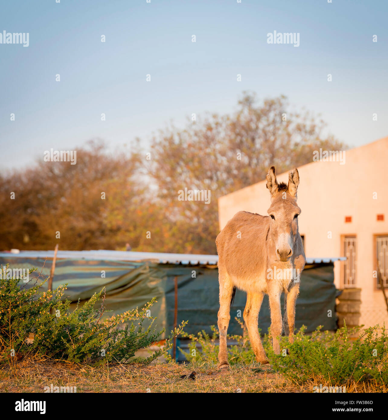 Donkey walking freely in a village in Botswana, Africa Stock Photo