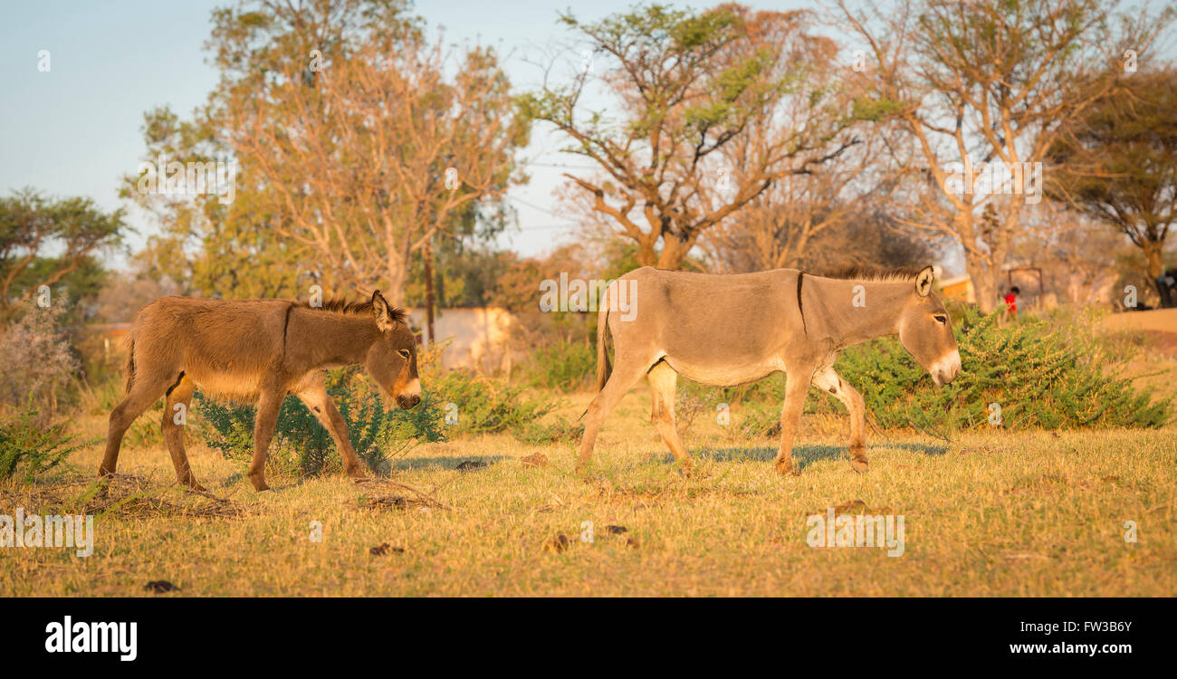 Donkey walking freely in a village in Botswana, Africa Stock Photo