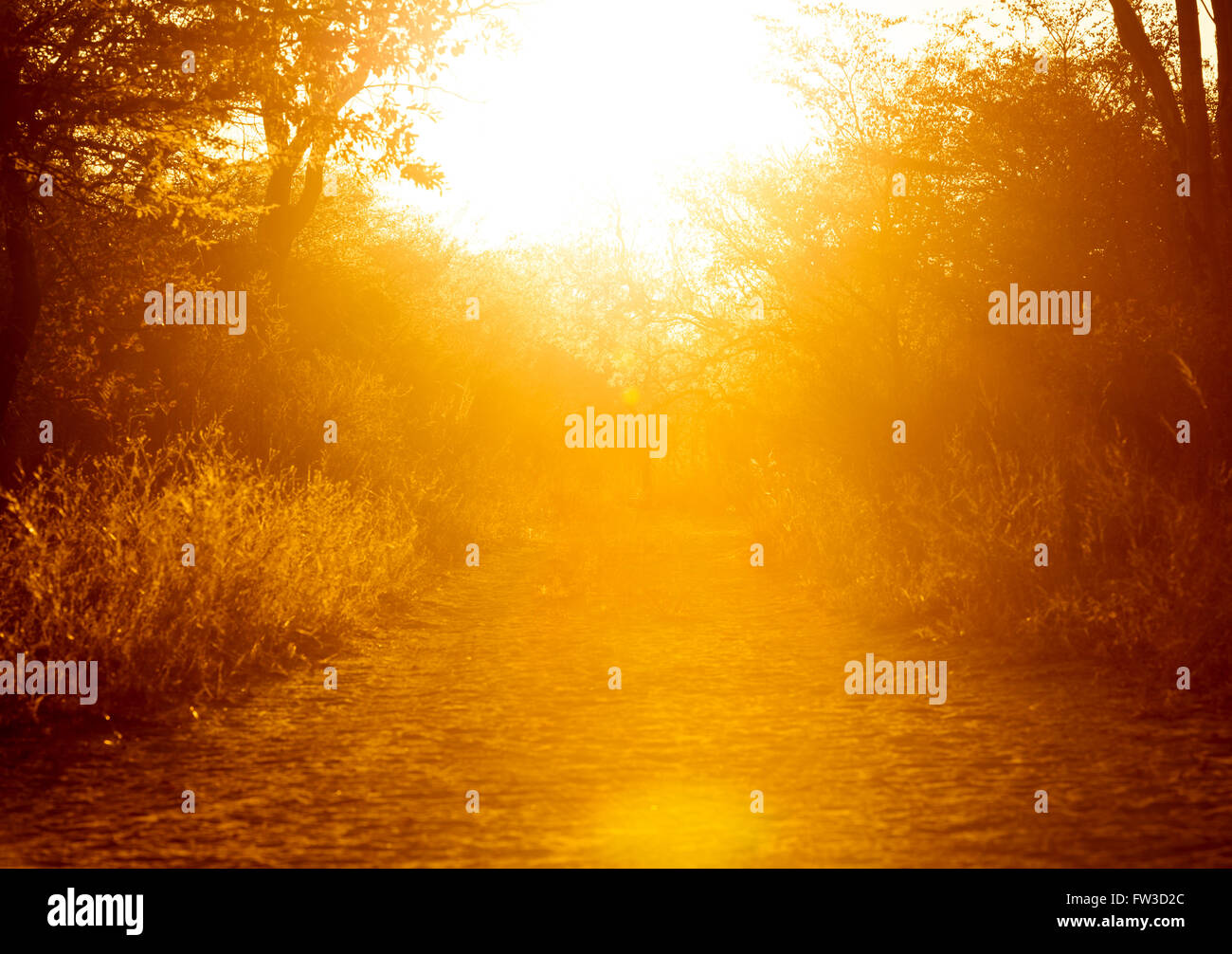 Sunset background of a golden glow in the forest with sunset light filtering through Stock Photo