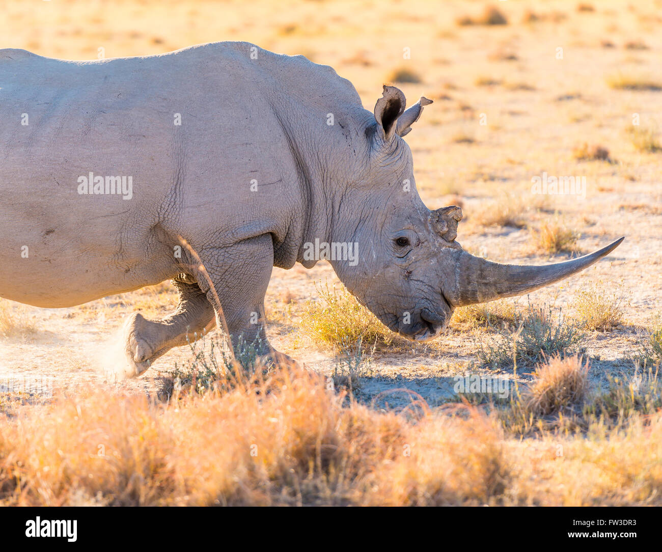 White Rhino or Rhinoceros while on safari in Botswana, Africa Stock Photo