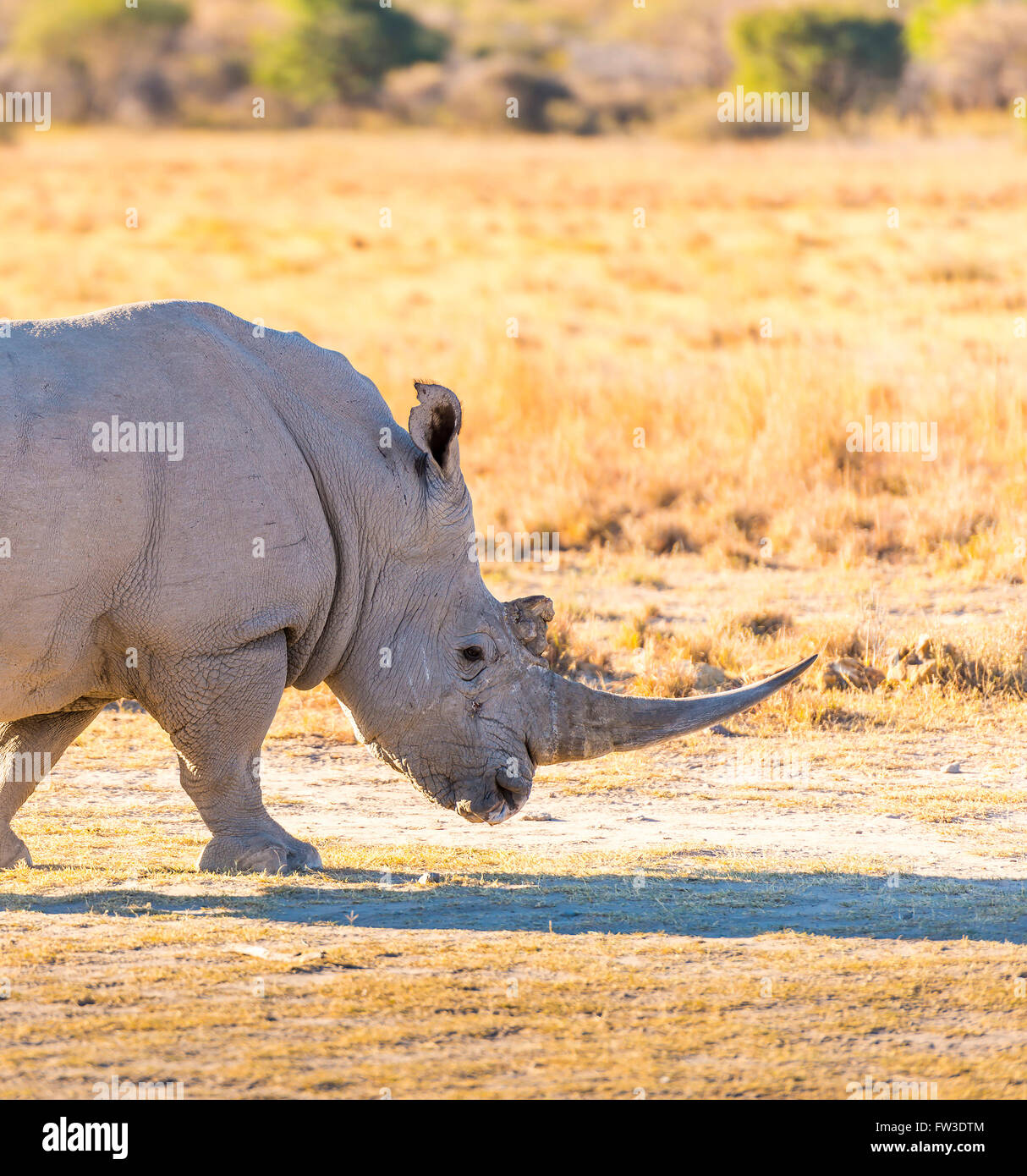 White Rhino or Rhinoceros while on safari in Botswana, Africa Stock Photo