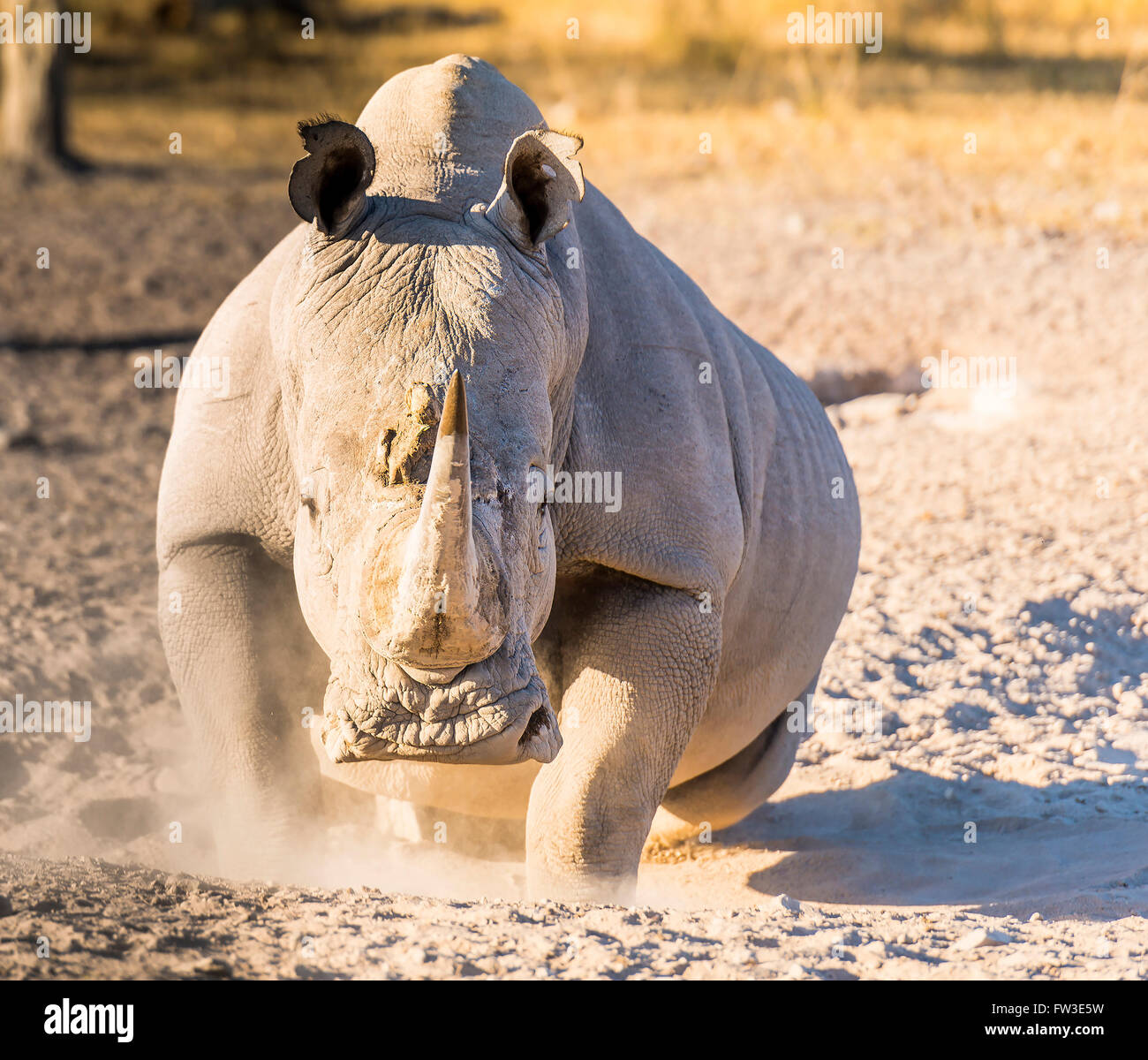 White Rhino or Rhinoceros looking angry while on safari in Botswana, Africa Stock Photo
