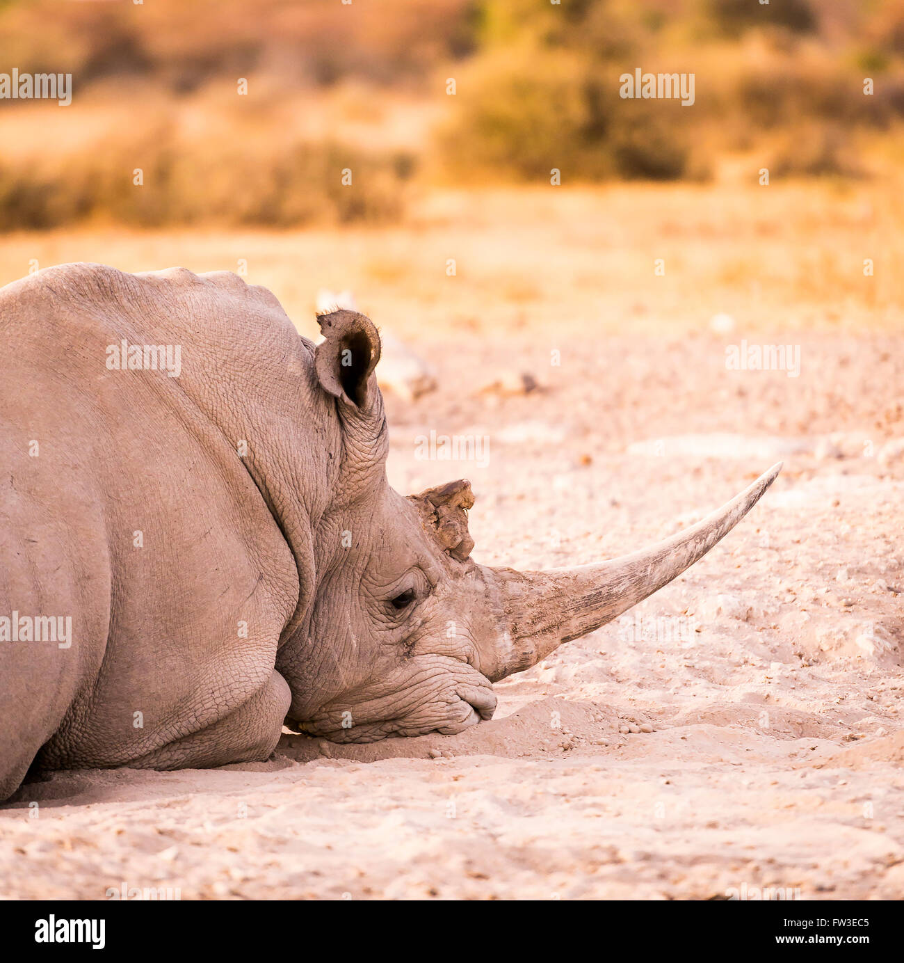 White Rhino or Rhinoceros while on safari in Botswana, Africa Stock Photo