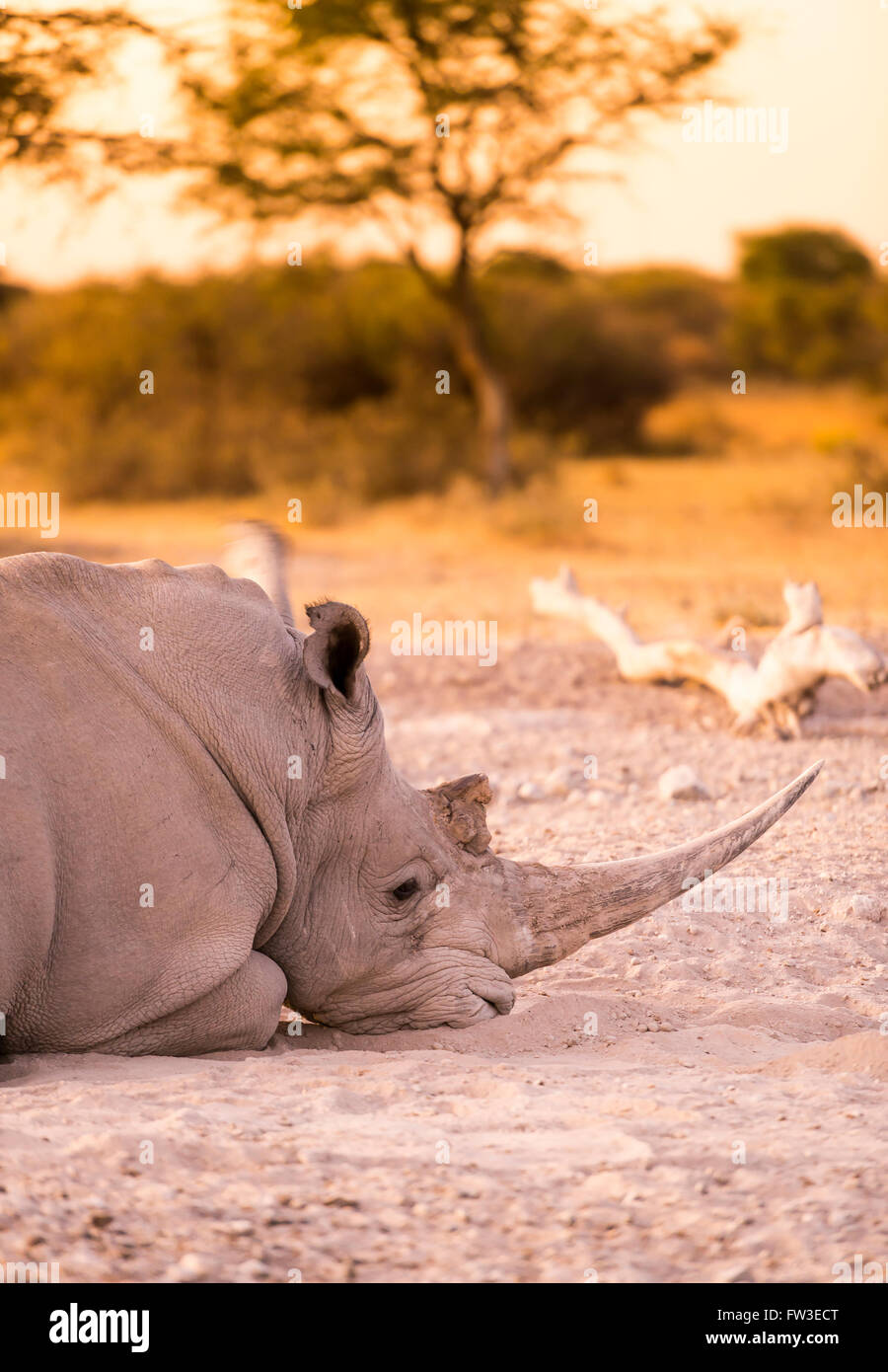 White Rhino or Rhinoceros while on safari in Botswana, Africa Stock Photo