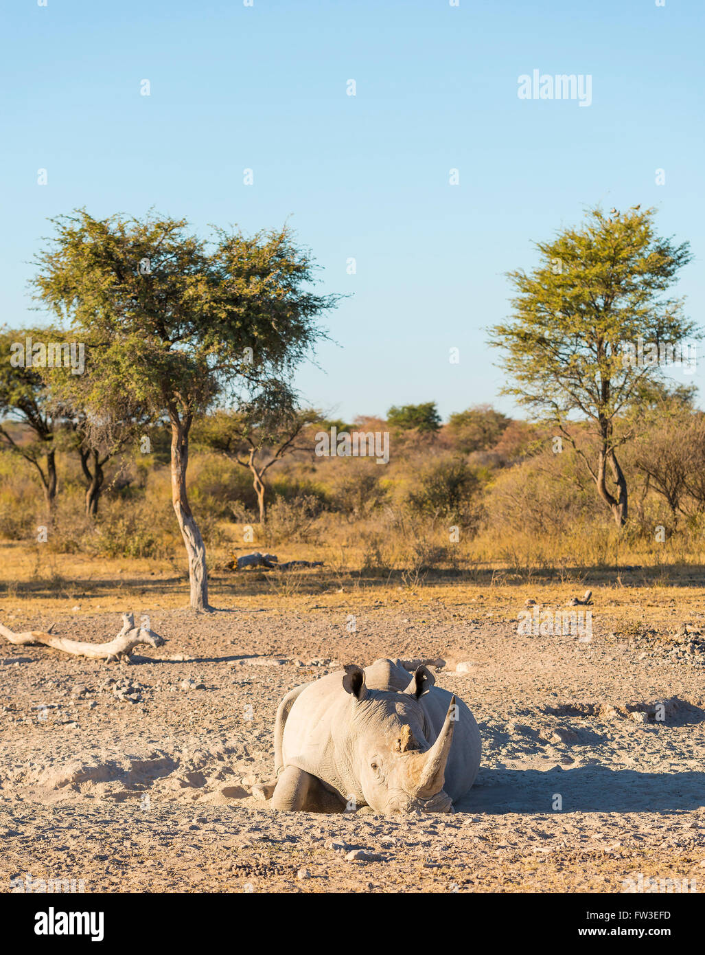 White Rhino or Rhinoceros while on safari in Botswana, Africa Stock Photo