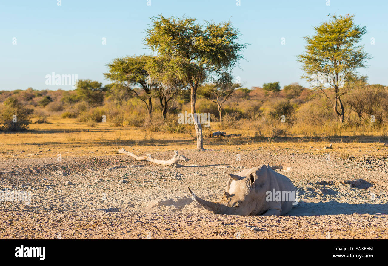 White Rhino or Rhinoceros while on safari in Botswana, Africa Stock Photo