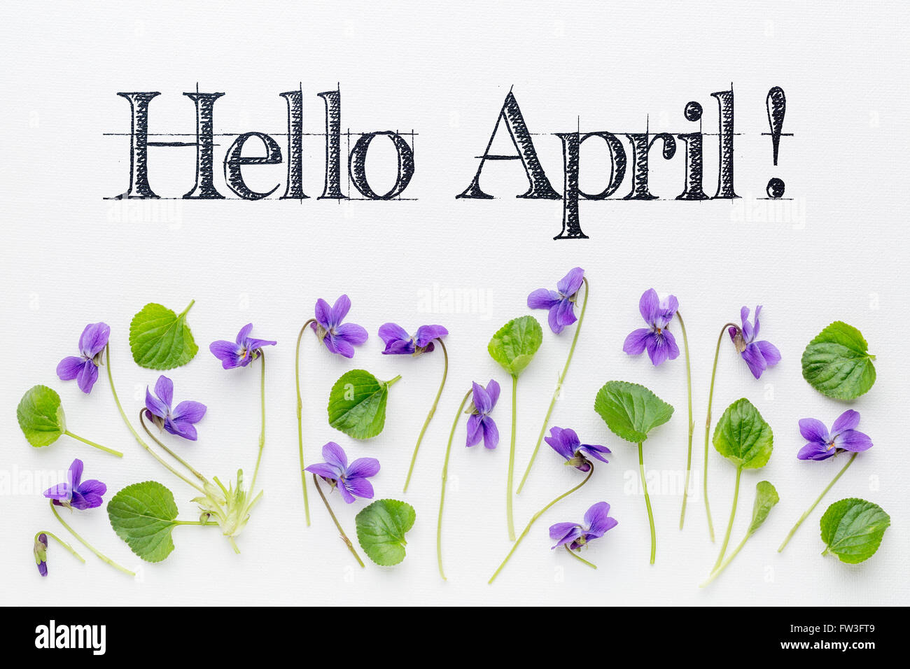Hello April  greetings with fresh viola flowers  and leaves on white art canvas Stock Photo