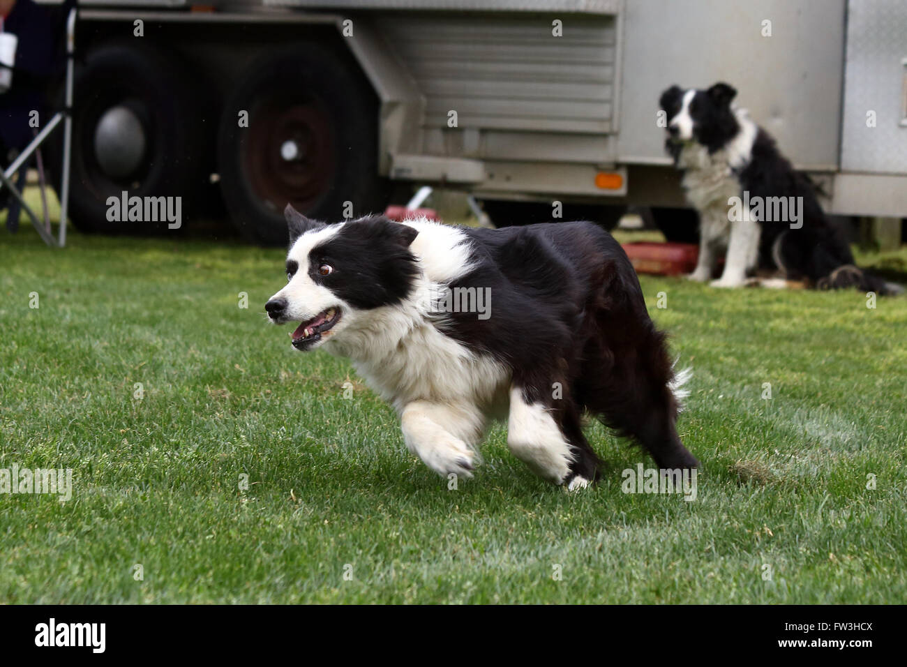 Border collie sheep herding hires stock photography and images Alamy