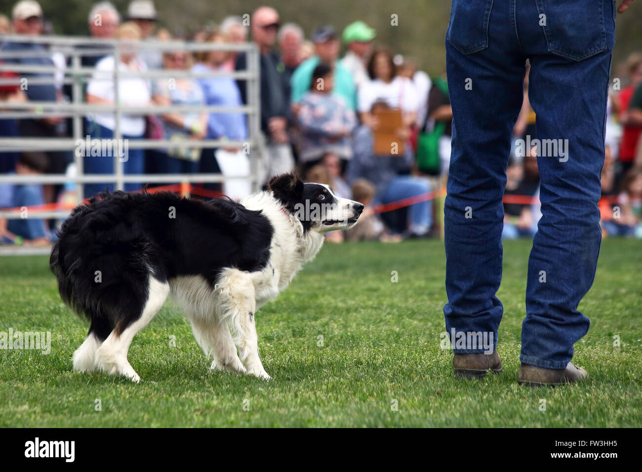 A dog anxiously awaits commands during a demonstration of Border Collie herding skills at the inaugaral Myrtle Breach Highland G Stock Photo