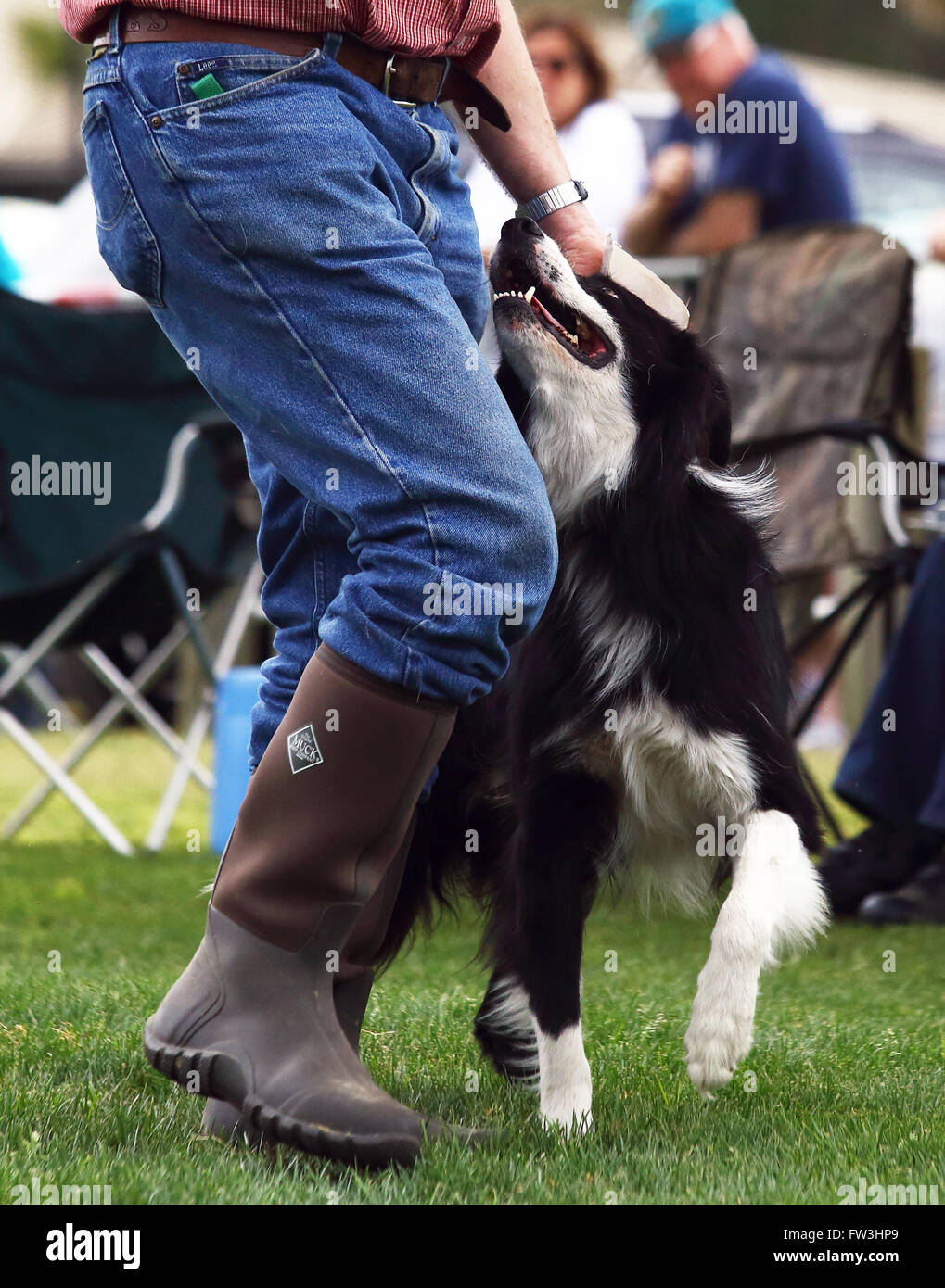 A demonstration of Border Collie herding skills at the inaugural Myrtle Breach Highland Games on March 19,2016 in Myrtle Beach, Stock Photo