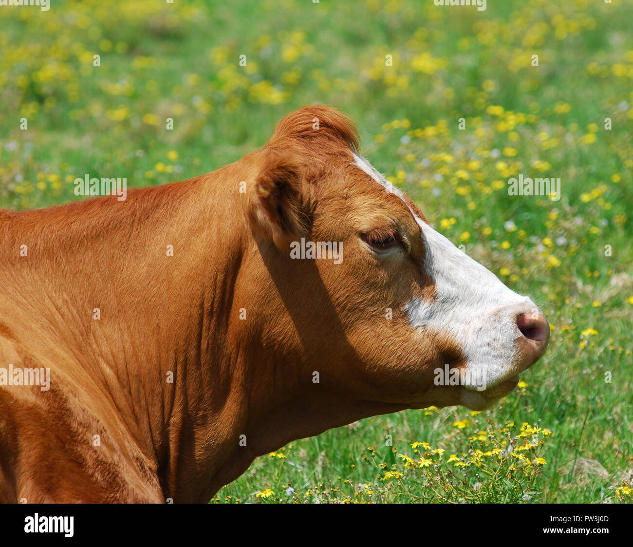 A cow in a field Stock Photo
