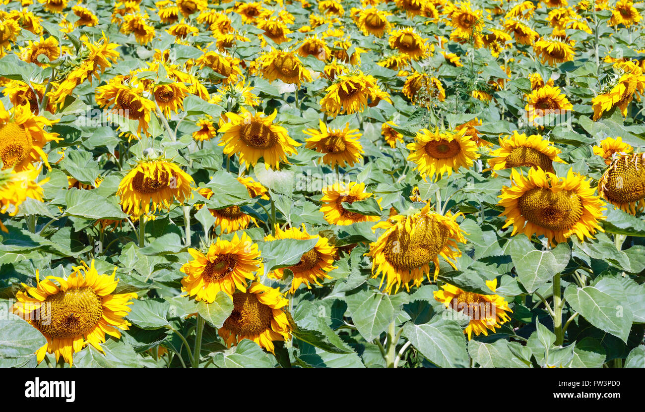 Summer field of yellow sunflowers Stock Photo - Alamy