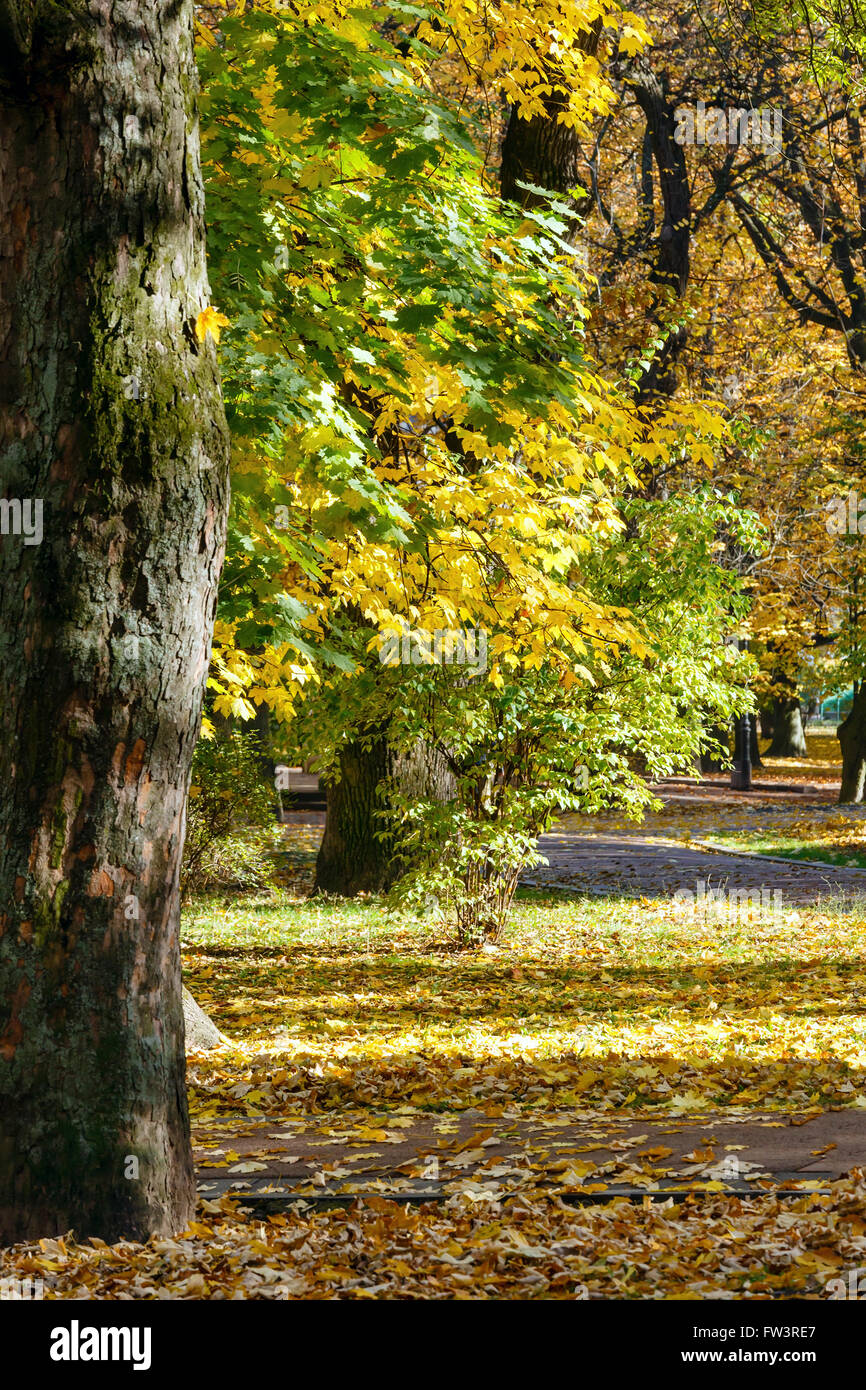 Autumn city park with yellow leaves under trees Stock Photo - Alamy