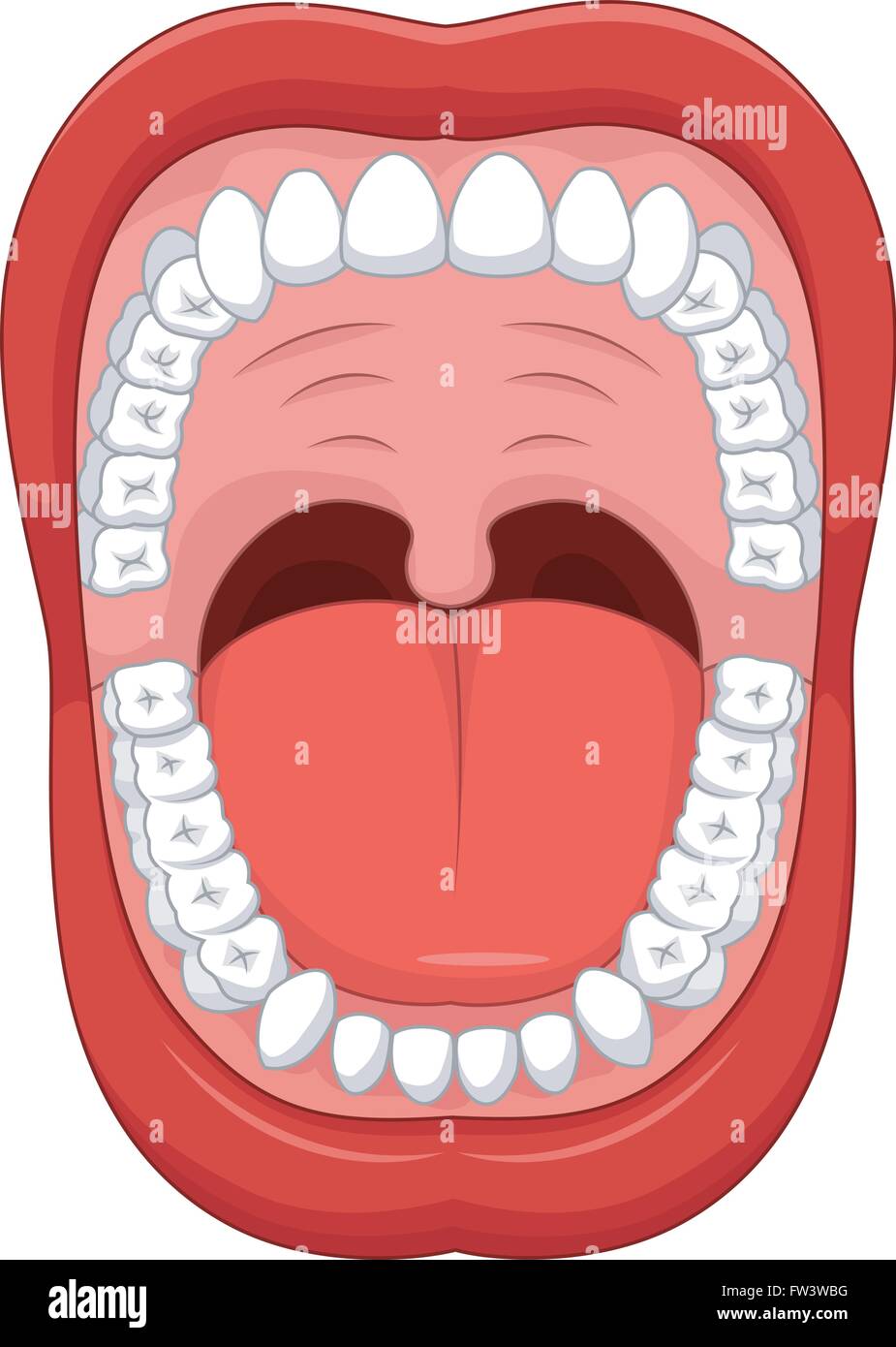 Parts of Human mouth. Open mouth and white healthy tooth Stock Vector