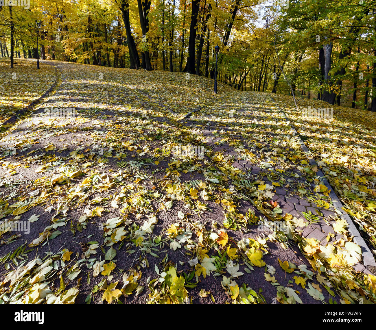 Shadows of tree trunk  on path strewn with yellow maple leaves in autumn city park. Stock Photo